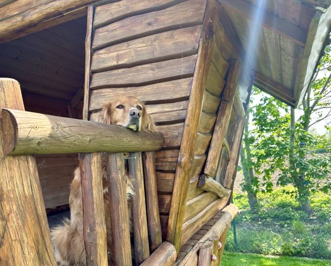 Hund schaut über das Geländer einer Holzhütte in der Hundepension am Birkensee