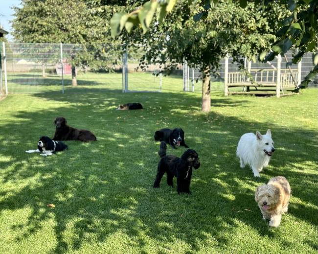 Sieben Hunde auf einer Wiese in der Hundepension am Birkensee