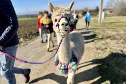Kronacker Runde mit Alpakas vom Pointnerhof