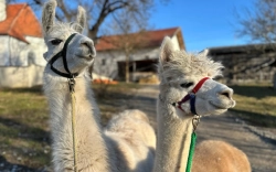 26. April 2026: Wanderung mit Alpakas und Lamas vom Pointnerhof: Über Stock und Stein