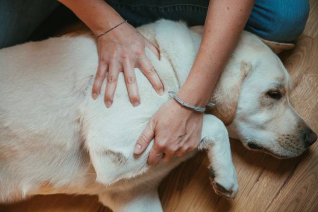 Physiotherapie beim Hund von Claudia Keck