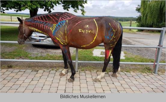 Muskeln aufgezeichnet am Pferd für bildliches Muskellernen 