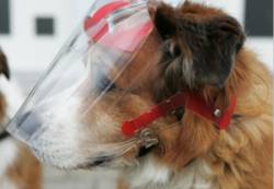 aniProtec: Augenschutz für Hund