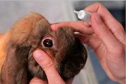 Augentropfengabe beim Kaninchen