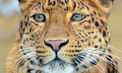 Chinesischer Leopard Julius