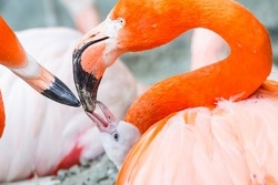 Flamingo-Küken