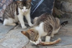Streunerkatzen beim Fressen auf der Straße