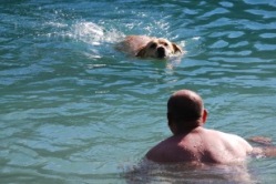 Hund schwimmt im Badesee
