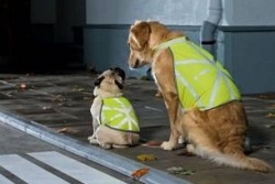  FRESSNAPF -Tiertipp: Hunde besser sichtbar machen
