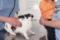 Tierärztin untersucht Kaninchen