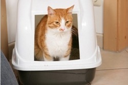 Katze auf der Katzentoilette