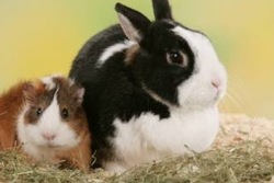 Kaninchen und Meerschweinchen - nicht immer die besten Freunde