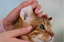 Ohrenpflege bei der Katze