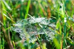 Spinnennetz im Gras