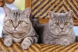 2 Katzen zuhause auf dem heimischen Sessel