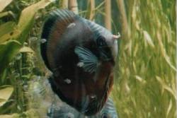 Diskusfischpaar - Lichtverhältnisse im Aquarium sind wichtig