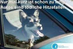 Hund bei Hitze im Auto