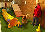 Hunde-Indoorhalle