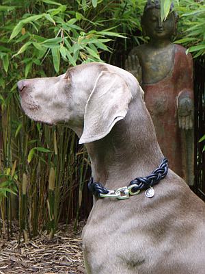 Hund mit edlem geflochtenen Halsband