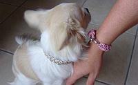 Armband für Frauchen und Hundehalsband im gleichen Flechtlook