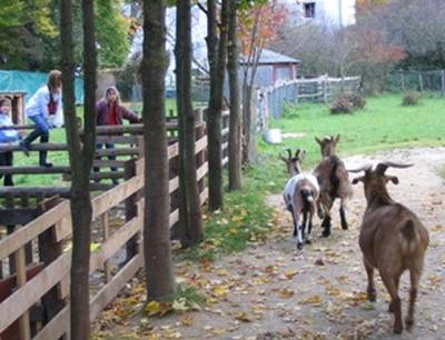 Ziegen auf dem Gelände der Kinder- und Jugendfarm in Neuaubing