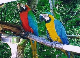 abensberg-papagei
