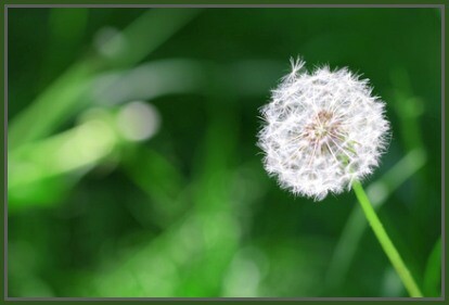 bild-4-pusteblume-f-3307886-400-r-gruen