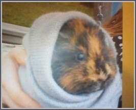 meerschweinchen-wurzel-260-rr