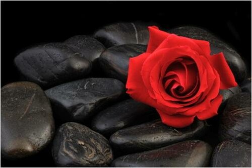 rose-auf-schwarzen-steinen