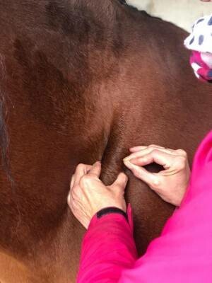 pferd-akupunktur
