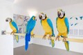the-bird-show-frohne-brinkmann-dirty-parrots-300